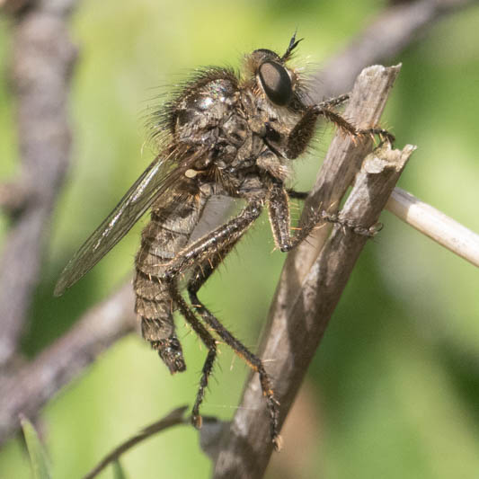 Dysmachus trigonus (Fan-bristled Robberfly).jpg